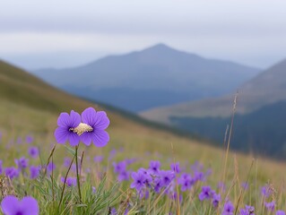 Obraz premium Stunning Purple Wildflowers Blooming in Mountain Meadow Landscape
