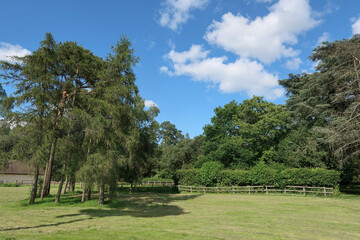 A beautiful woodland landscape scene with Scots Pine and Oak trees
