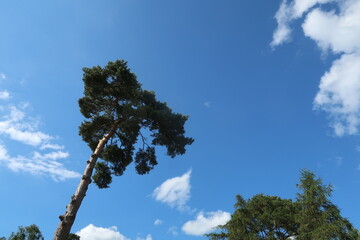 Scots Pine under a blue cloudy sky