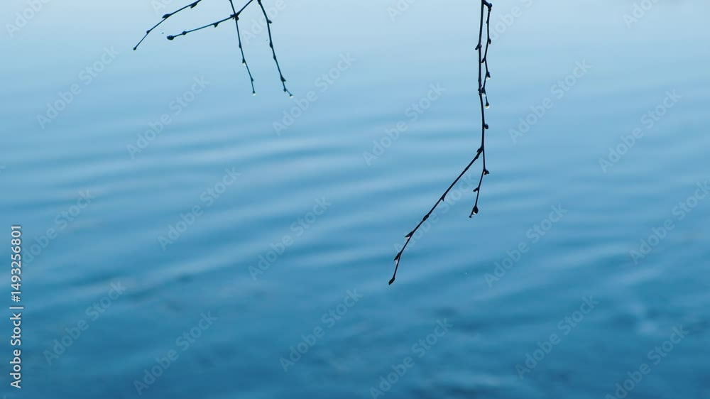 Poster autumn tree branches with rain drops swaying slowly against flowing water in misty river, tranquilit