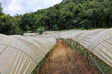 Greenhouse Cultivation Flourishing in a Lush and Vibrant Landscape.