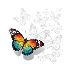Obraz premium butterfly vector illustration
