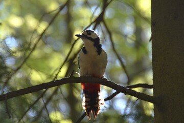 A great spotted woodpecker is sitting on a tree branch in a forest in sunny spring day.