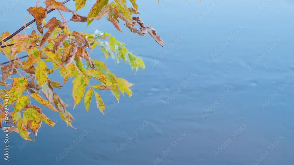 Aufkleber orange autumn leaves tree branches with water drops from rain slowly swaying against the background 