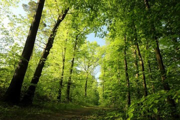 Forest path among beech trees on a sunny spring morning, Poland