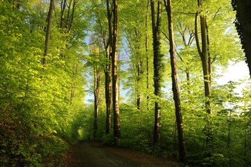 Trail through spring forest among beech trees during sunrise, Poland
