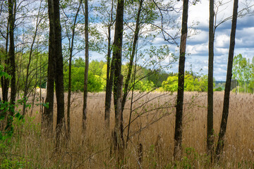 Dolina rzeki Ploski - Puszcza Knyszyńska, Podlasie, Polska