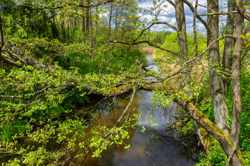 Dolina rzeki Ploski - Puszcza Knyszyńska, Podlasie, Polska