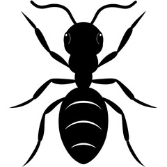 vector illustration of a spider