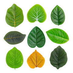 Obraz premium Collection of nine vibrant leaves showcases various shapes and shades of green and yellow, highlighting nature diversity and beauty. Each leaf displays unique vein patterns and textures