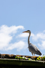 Beautiful grey heron against a blue sky and green
