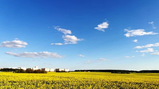 White clouds against a blue sky over a timelapse canola field. Summer sunny day rape field landscape time lapse