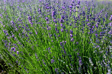 Naklejka premium Lavender field on a sunny day, lavender bushes in rows