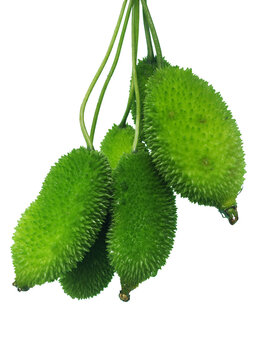 Spiny gourd or spine gourd also known as bristly balsma pear, prickly carolaho isolated on white background. assamese bhat kerela
