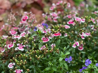 purple flowers in the garden
