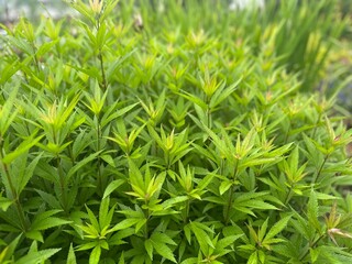 Obraz premium green grass background