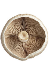 Isolated Underside View of a Flat Gilled Mushroom