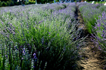 Fototapeta premium Lavender field on a sunny day, lavender bushes in rows