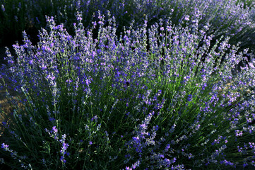Obraz premium Lavender field on a sunny day, lavender bushes in rows