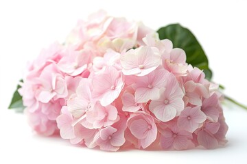 A soft pink hydrangea with delicate blooms, isolated on a white background