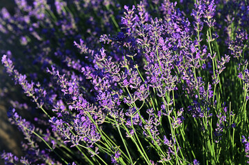 Lavender field on a sunny day, lavender bushes in rows