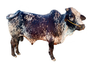 Animals Sacrificed on Eid al-Adha isolated on with or PNG