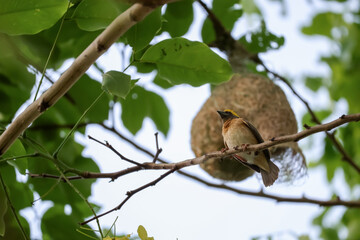 The yellow bird on Build nest from dry stick hay in nature