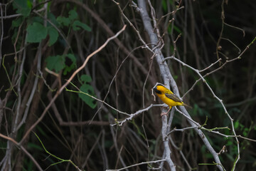 The yellow bird on Build nest from dry stick hay in nature