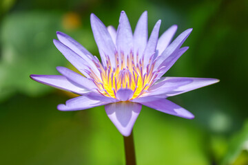 close up lotus flower yellow and purple color is so beautiful