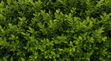 Obraz premium green leaves, foliage, leaves, Lush Green Foliage Background