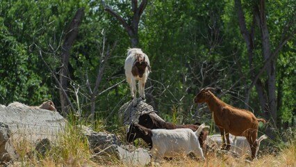 Obraz premium Goats in a forest clearing
