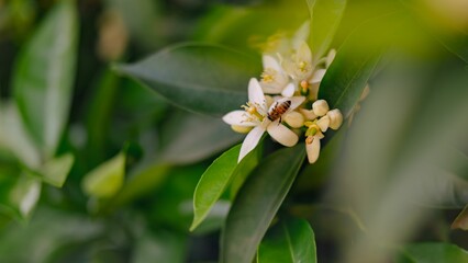 Fototapeta premium Bee pollinating citrus flowers