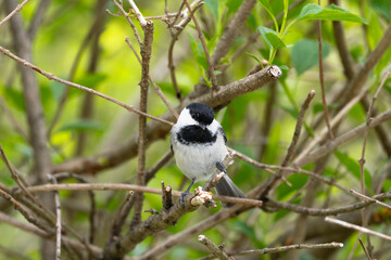 Black Capped Chickadee in a Forsythia Bush  