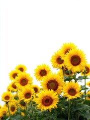 Fototapeta premium Vibrant Sunflower Field in Bloom Close Up on Sunny Day Agriculture Beauty Summer Background