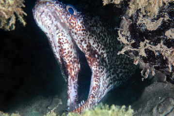 Spotted Moray Eel (Gymnothorax moringa) at Blue Heron Bridge, Phil Foster Park, Riviera Beach, Florida	
