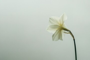 A pale yellow daffodil with soft trumpet-shaped petals, standing alone against a white backdrop