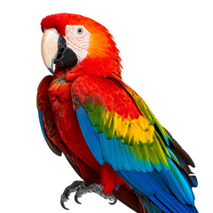 Fototapeta premium Colorful Parrot Perched, Isolated on Transparent Background