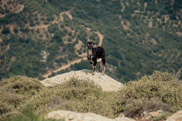 goat, mountain, landscape, nature, wildlife, cliff, rural, Mediterranean, animal, terrain, freedom, scenic, rocky, wilderness, travel, outdoor, natural habitat, agriculture, hillside, eco-tourism, tra