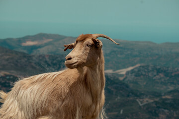 goat, mountain, landscape, nature, wildlife, cliff, rural, Mediterranean, animal, terrain, freedom, scenic, rocky, wilderness, travel, outdoor, natural habitat, agriculture, hillside, eco-tourism, tra