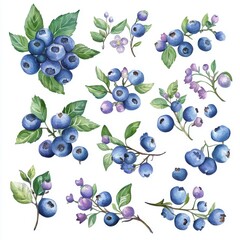 Watercolor blueberry illustration set on white background with bud, leaf, flower, branch, fruit 