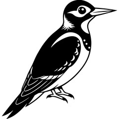 Obraz premium Black and White Illustration of a Northern Flicker Woodpecker
