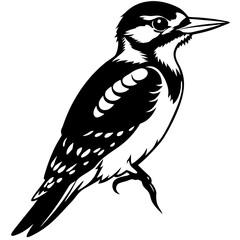 Black and White Illustration of a Hairy Woodpecker Bird