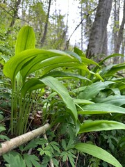 Obraz premium wild garlic leaves