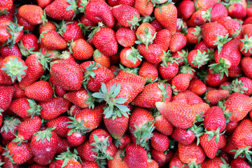 Closeup of fresh organic strawberry (Fragaria x ananassa) freshly picked from the field.  Strawberry fruit background.