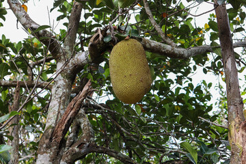 A large, ripe jackfruit is hanging from a tree.