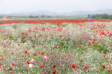 A riverfront view on a spring day full of red poppies, fog flowers and spring flowers. The sunset view of the Akyang Bank near the Namgang River in Haman-gun, Gyeongsangnam-do, Korea.