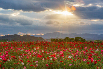 A riverfront view on a spring day full of red poppies, fog flowers and spring flowers. The sunset view of the Akyang Bank near the Namgang River in Haman-gun, Gyeongsangnam-do, Korea.