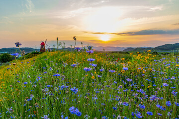 A riverfront view on a spring day full of red poppies, fog flowers and Golden-Wave. The sunset view...
