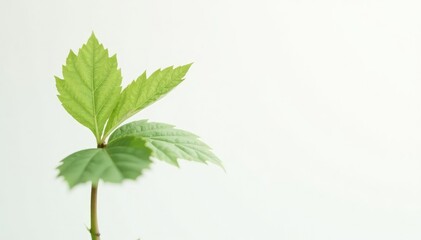 Single, delicate sapling against pure white backdrop, image, delicate, element