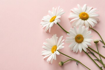 Obraz premium Minimal Flat Lay with White Chamomile Flowers on Light Pink Background